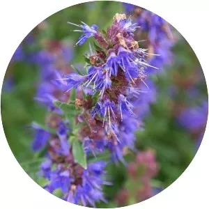 Hyssop - Plants