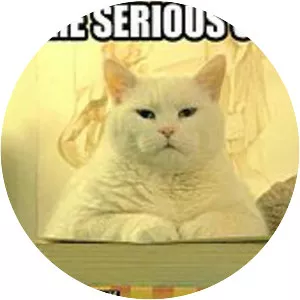 I Can Has Cheezburger?