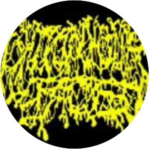 I Shit on Your Face - Musical group