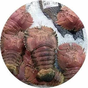 Ibacus novemdentatus