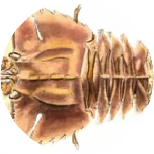 Ibacus peronii