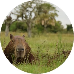 Iberá National Park - 