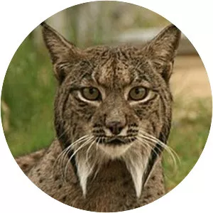 Iberian lynx