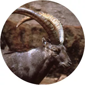 Ibex - Band