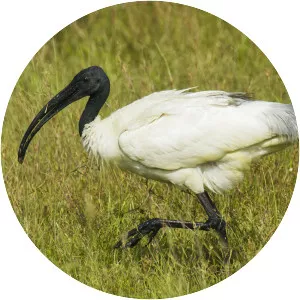 Ibis - Bird