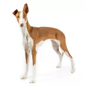 Ibizan Hound
