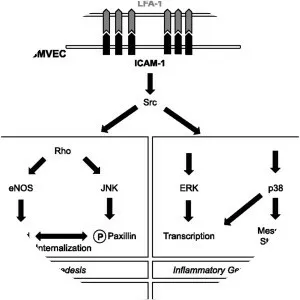 ICAM-1 - Protein