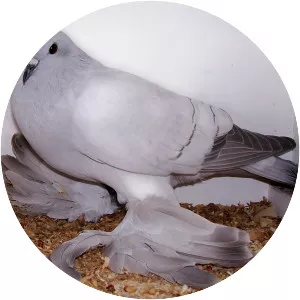 Ice pigeon - Pigeons breed