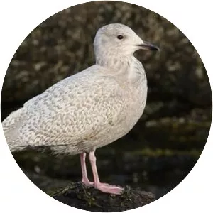 Iceland gull
