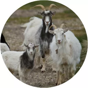 Icelandic goat - Domestic goat breed