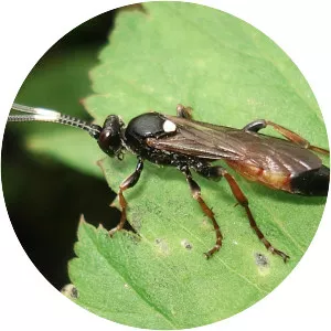 Ichneumon
