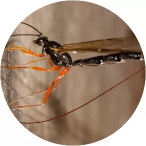 Ichneumon Wasp