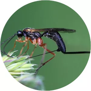 Ichneumon wasps