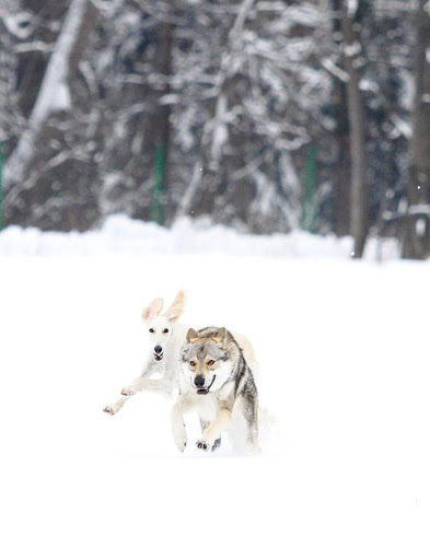 Ichundu - Dog trainer in Steinerkirchen an der Traun, Austria