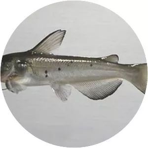 Ictalurus - Fish