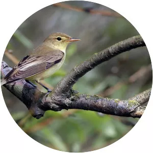 Icterine warbler