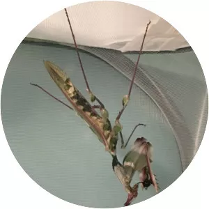 Idolomantis - Insect