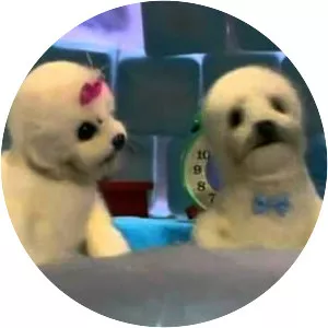 Igloo Gloo - TV program