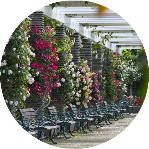 Ikuta Ryokuchi Rose Garden Kawasaki