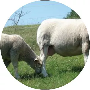 Île-de-France sheep