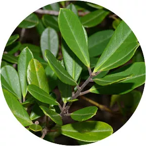 Ilex cassine - Plants