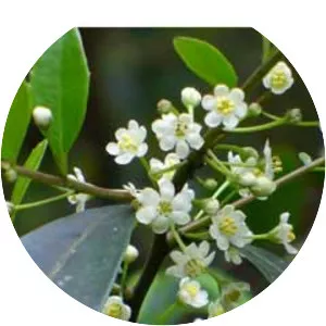 Ilex coriacea - Plants