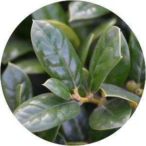 Ilex cornuta - Plants