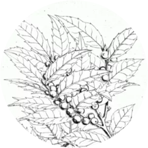 Ilex dipyrena - Plants