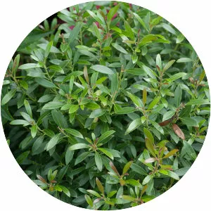 Ilex glabra