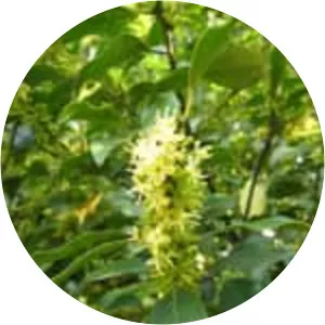 Ilex integra - Plants