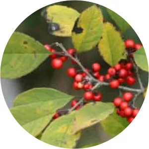 Ilex serrata - Plants