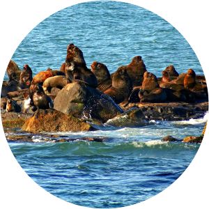 Ilha dos Lobos - Island in Brazil
