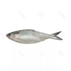 Ilish