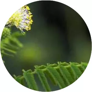 Illinois bundleflower