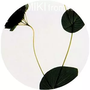 IMAI MIKI from 1986 - Album by Miki Imai