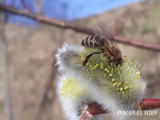 Imkerei Rief - Kelchsauer Bienen - Farm in Kelchsau, Austria