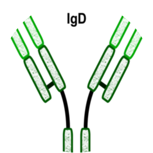 Immunoglobulin D - Protein