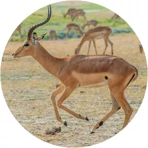 Impala - Animal