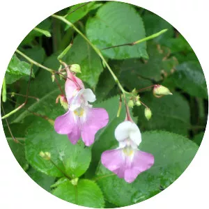 Impatiens balfourii