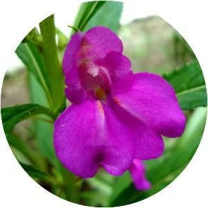 Impatiens balsamina