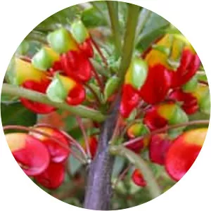 Impatiens niamniamensis