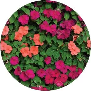 Impatiens