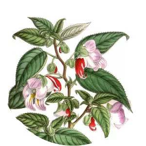 Impatiens psittacina - Plants