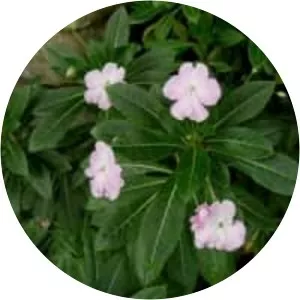 Impatiens sodenii - 