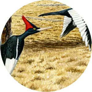 Imperial woodpecker