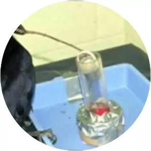 In the Company of Crows and Ravens