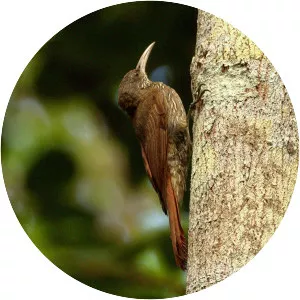 Inambari woodcreeper