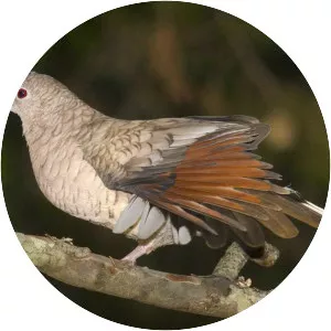 Inca dove