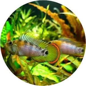 Inca dwarf cichlid - Fish