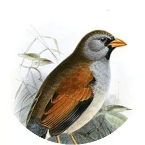 Inca finch